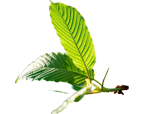 Kratom