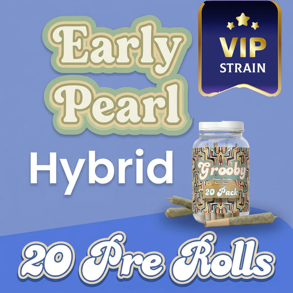 20 Pack of Early Pearl